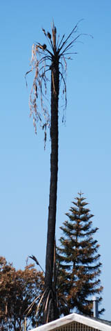Lightning burned this palm tree
